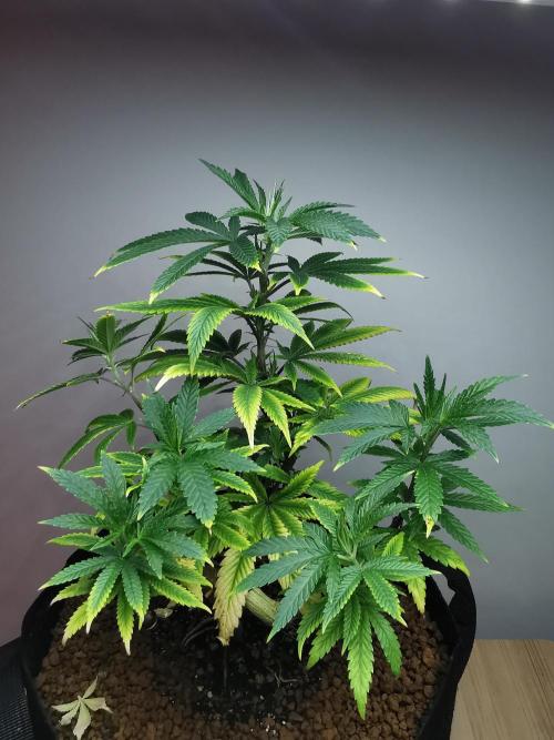 Frappe Late Z  4 / FC-E4800 / 90x60x140. Week 12