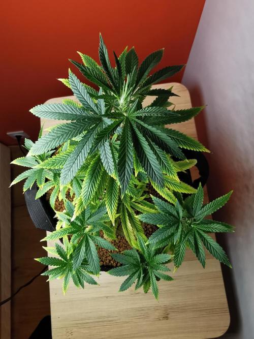 Frappe Late Z  4 / FC-E4800 / 90x60x140. Week 12