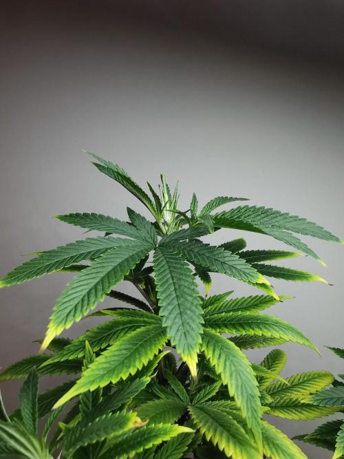 Frappe Late Z  4 / FC-E4800 / 90x60x140. Week 12