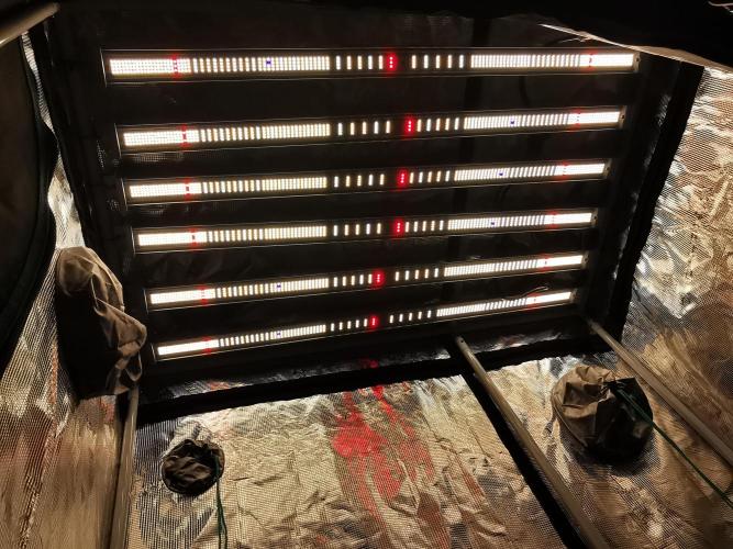Frappe Late Z  4 / FC-E4800 / 90x60x140. Week 12
