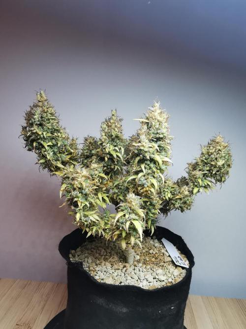 Devil XL auto / FC-E4800 / 90x60x140. Week 15
