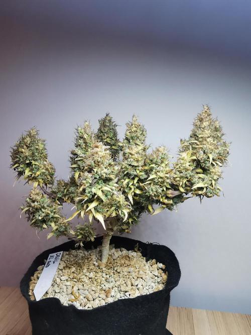 Devil XL auto / FC-E4800 / 90x60x140. Week 15