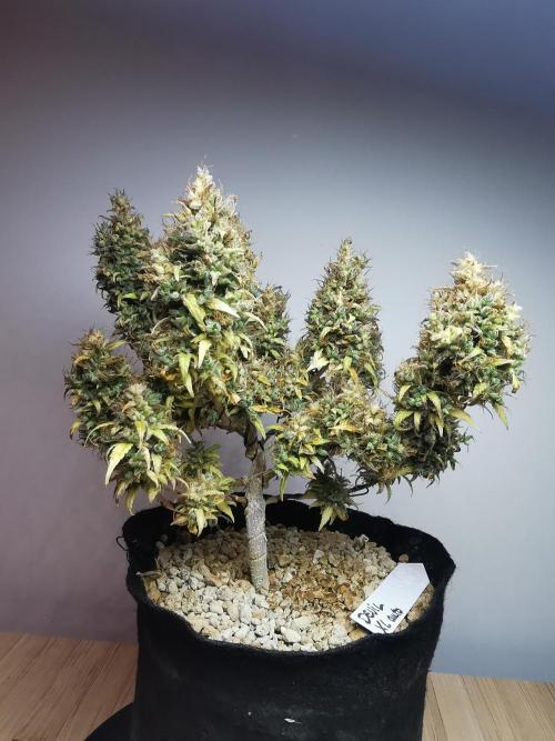 Devil XL auto / FC-E4800 / 90x60x140. Week 15