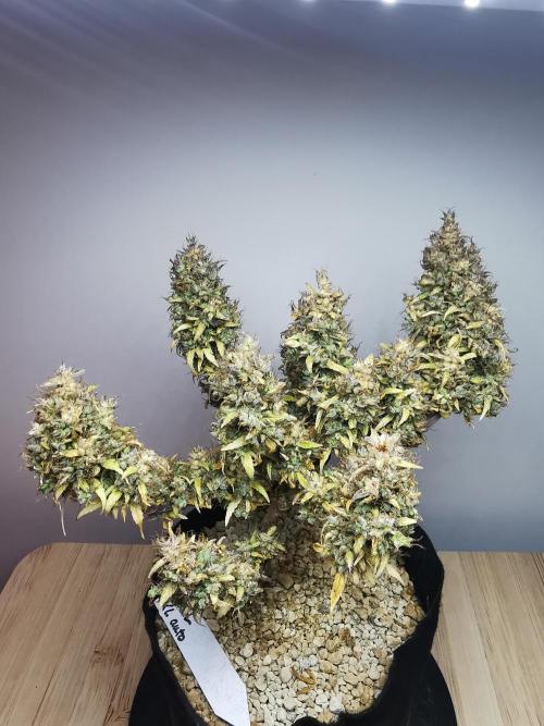 Devil XL auto / FC-E4800 / 90x60x140. Week 15