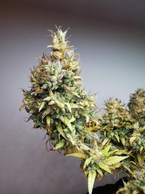 Devil XL auto / FC-E4800 / 90x60x140. Week 15