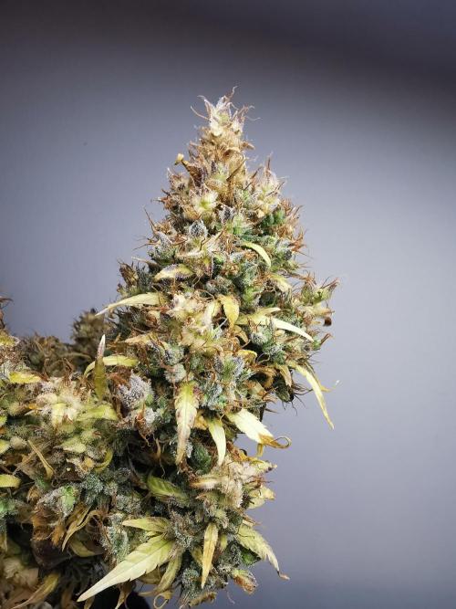 Devil XL auto / FC-E4800 / 90x60x140. Week 15