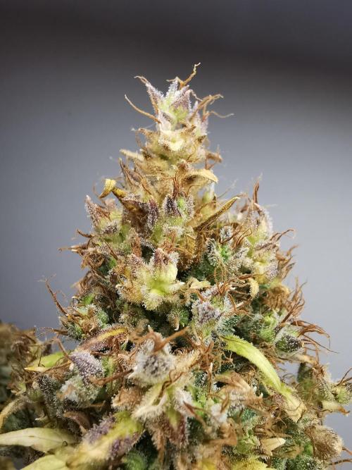 Devil XL auto / FC-E4800 / 90x60x140. Week 15