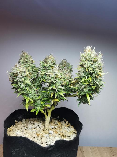 Apple Betty auto / FC-E4800 / 90x60x140. Week 15