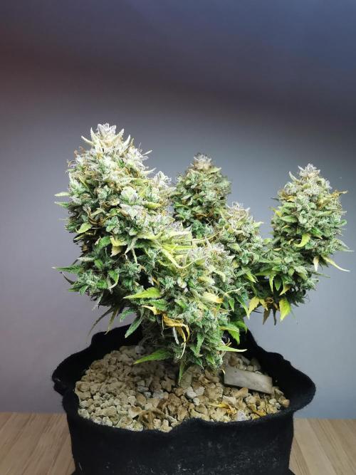 Apple Betty auto / FC-E4800 / 90x60x140. Week 15