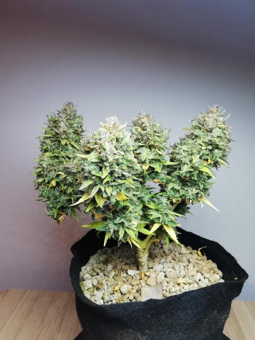 Apple Betty auto / FC-E4800 / 90x60x140. Week 15