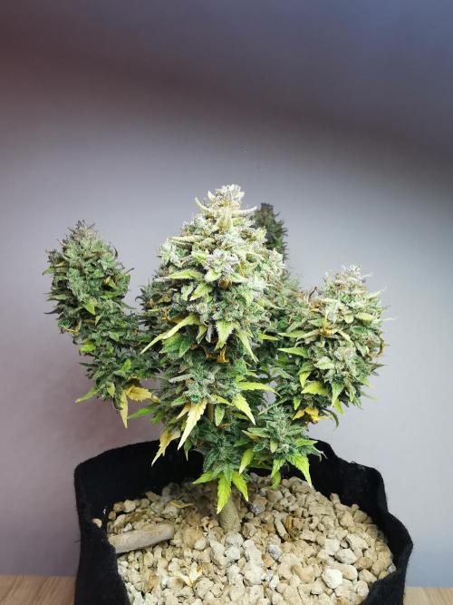 Apple Betty auto / FC-E4800 / 90x60x140. Week 15