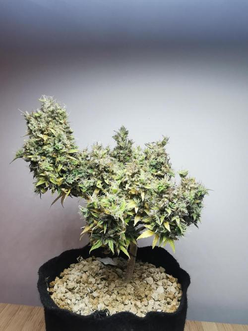 Northern Light auto/ FC-E4800/ 90x60x140. Week 15