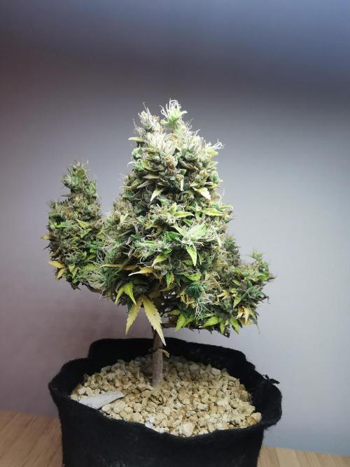 Northern Light auto/ FC-E4800/ 90x60x140. Week 15