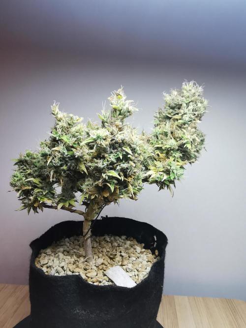 Northern Light auto/ FC-E4800/ 90x60x140. Week 15