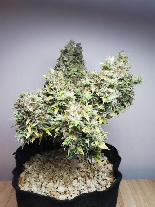 Northern Light auto/ FC-E4800/ 90x60x140. Week 15