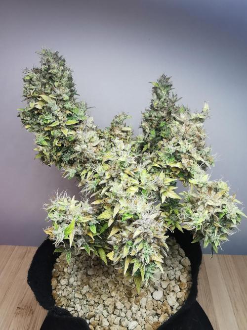 Northern Light auto/ FC-E4800/ 90x60x140. Week 15
