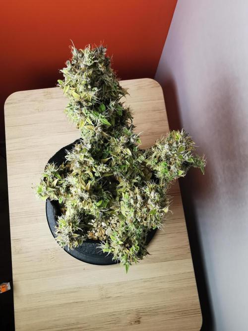 Northern Light auto/ FC-E4800/ 90x60x140. Week 15