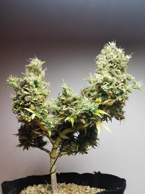 Northern Light auto/ FC-E4800/ 90x60x140. Week 15