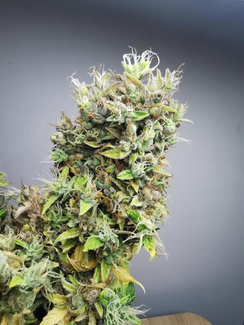 Northern Light auto/ FC-E4800/ 90x60x140. Week 15
