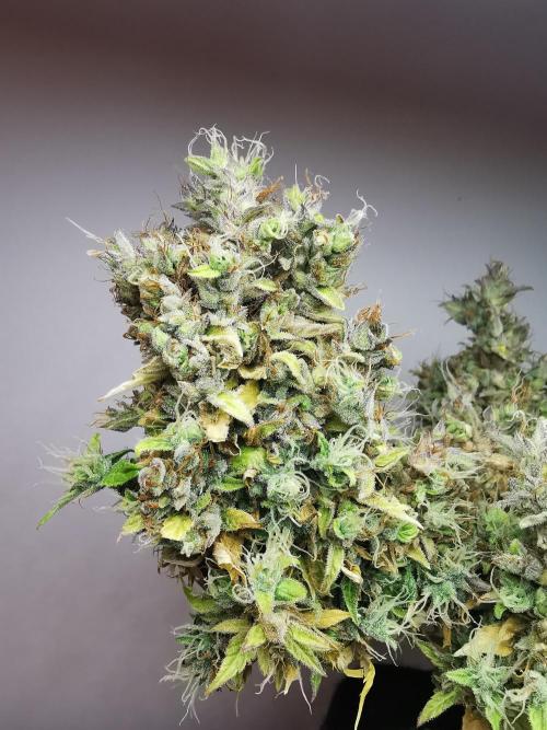 Northern Light auto/ FC-E4800/ 90x60x140. Week 15