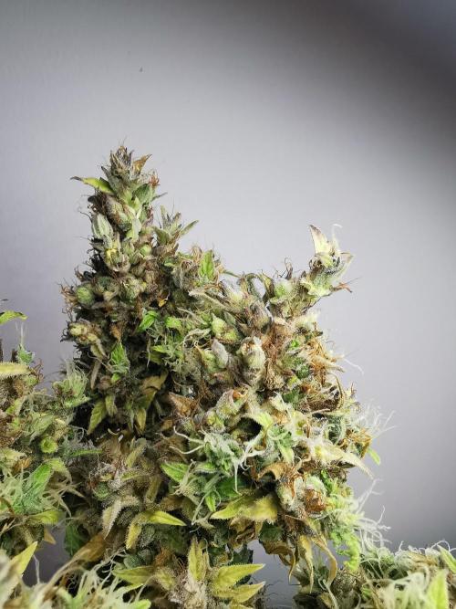 Northern Light auto/ FC-E4800/ 90x60x140. Week 15