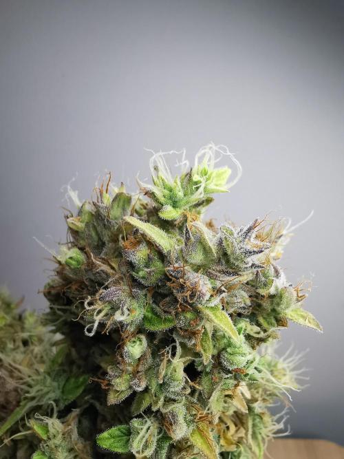 Northern Light auto/ FC-E4800/ 90x60x140. Week 15