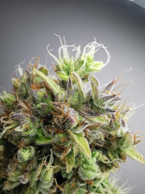 Northern Light auto/ FC-E4800/ 90x60x140. Week 15