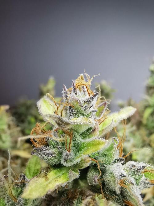 Northern Light auto/ FC-E4800/ 90x60x140. Week 15