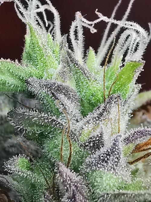 Northern Light auto/ FC-E4800/ 90x60x140. Week 15