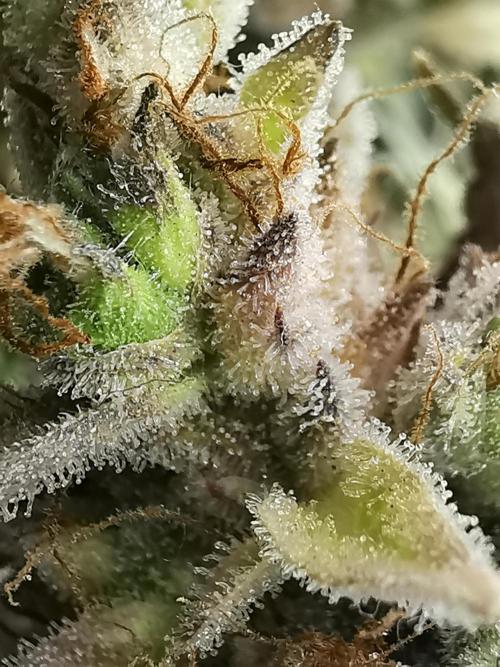 Northern Light auto/ FC-E4800/ 90x60x140. Week 15