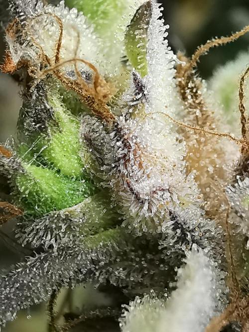 Northern Light auto/ FC-E4800/ 90x60x140. Week 15