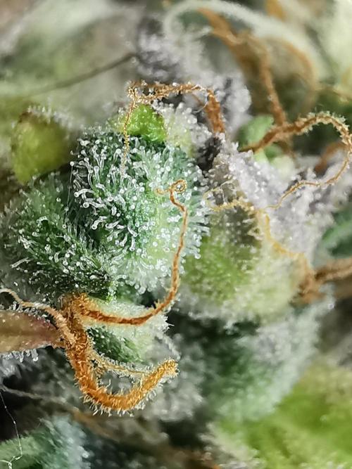 Northern Light auto/ FC-E4800/ 90x60x140. Week 15