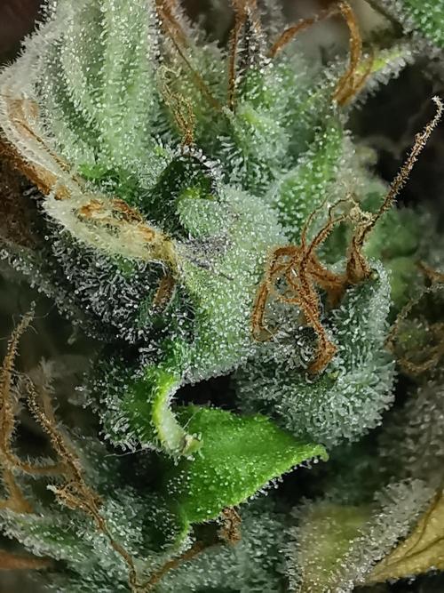 Northern Light auto/ FC-E4800/ 90x60x140. Week 15