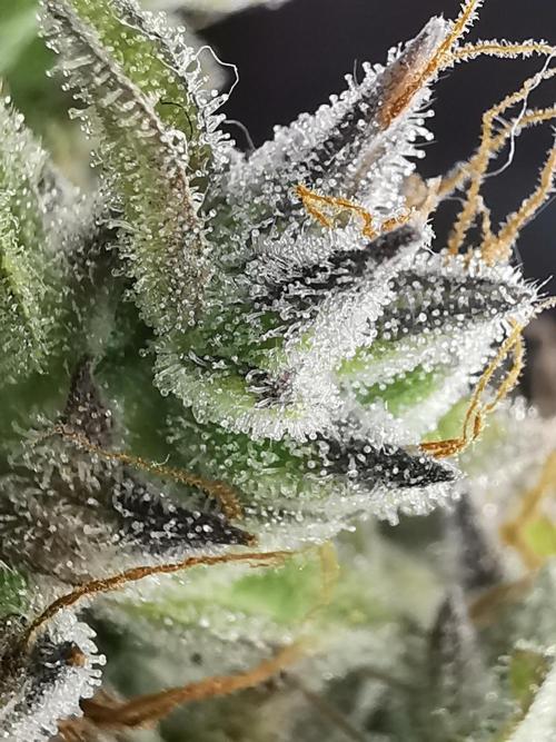 Northern Light auto/ FC-E4800/ 90x60x140. Week 15