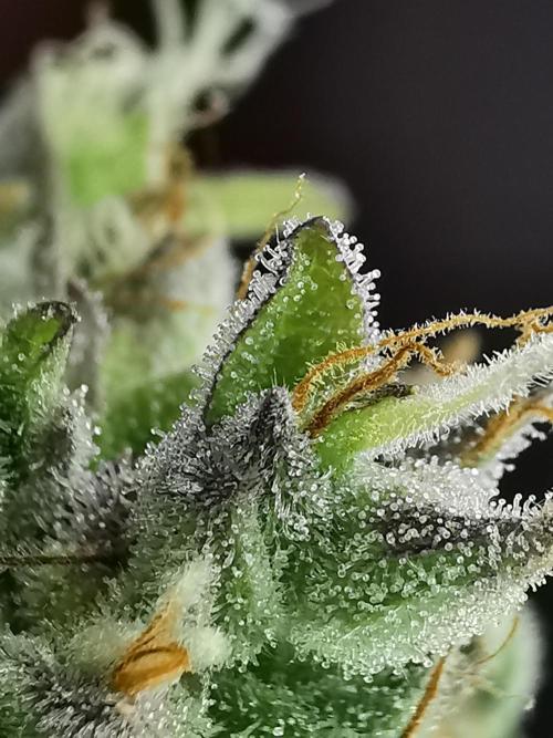 Northern Light auto/ FC-E4800/ 90x60x140. Week 15