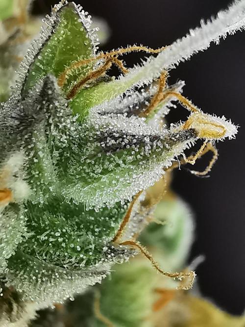 Northern Light auto/ FC-E4800/ 90x60x140. Week 15
