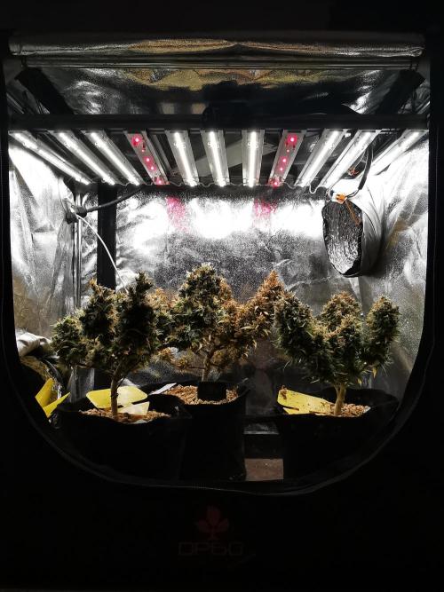 Northern Light auto/ FC-E4800/ 90x60x140. Week 15