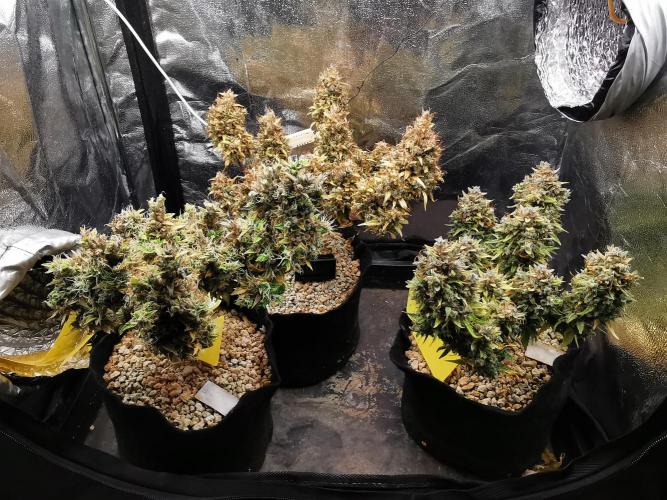 Northern Light auto/ FC-E4800/ 90x60x140. Week 15