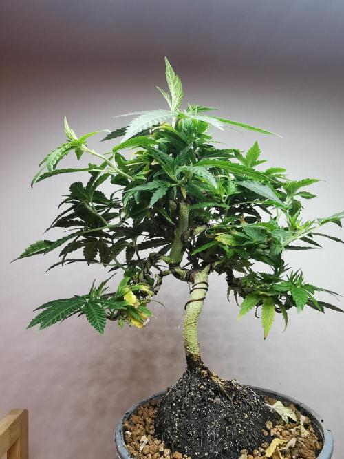 Tropical Spritzer 1 /FC-E4800 /90x60x140. Week 13