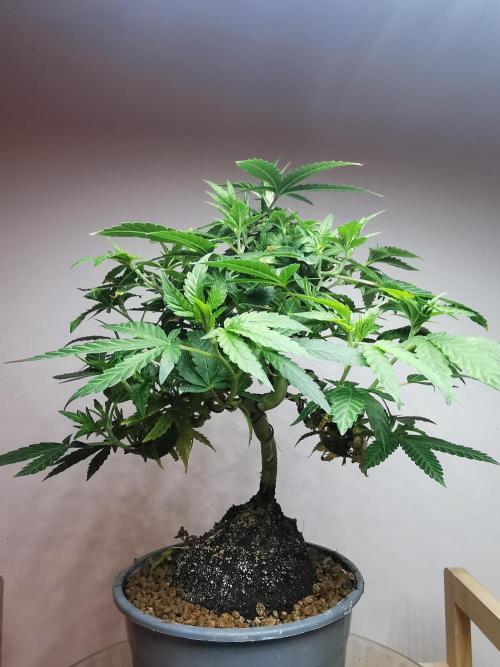 Tropical Spritzer 1 /FC-E4800 /90x60x140. Week 13