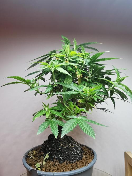 Tropical Spritzer 1 /FC-E4800 /90x60x140. Week 13