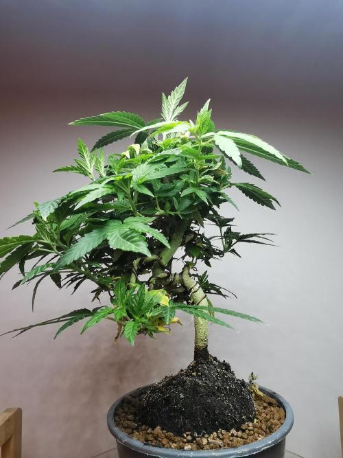 Tropical Spritzer 1 /FC-E4800 /90x60x140. Week 13