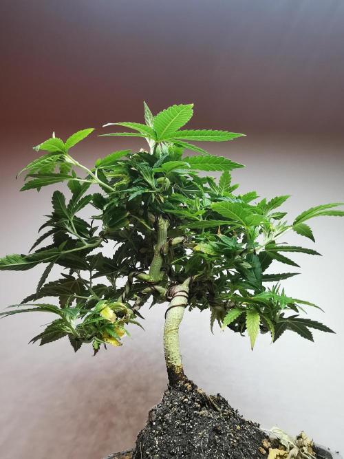 Tropical Spritzer 1 /FC-E4800 /90x60x140. Week 13