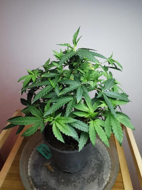 Tropical Spritzer 1 /FC-E4800 /90x60x140. Week 13