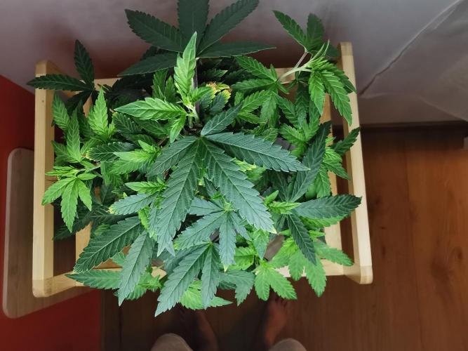 Tropical Spritzer 1 /FC-E4800 /90x60x140. Week 13