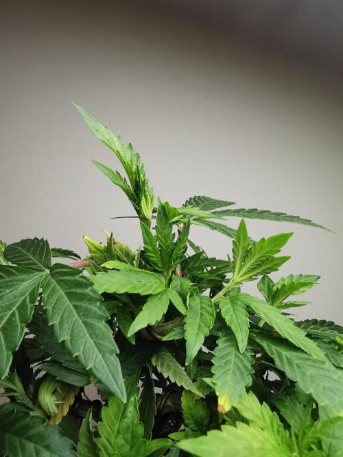 Tropical Spritzer 1 /FC-E4800 /90x60x140. Week 13
