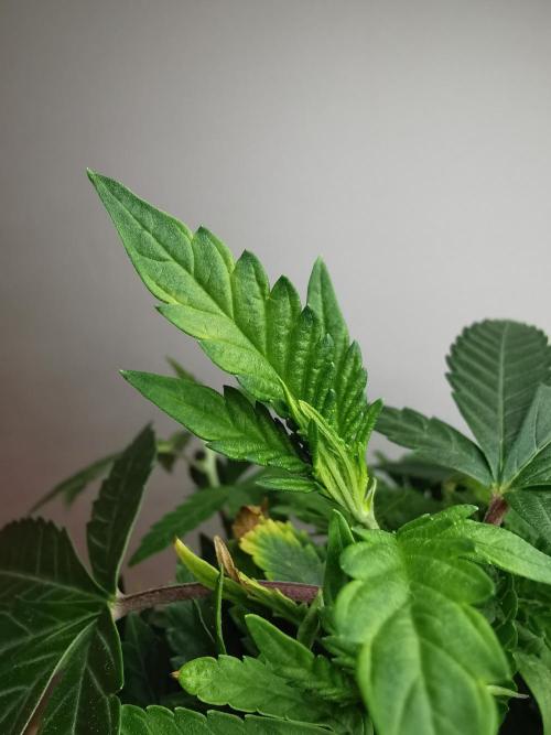 Tropical Spritzer 1 /FC-E4800 /90x60x140. Week 13