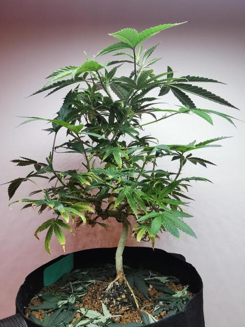 Frappe Late Z  1 / FC-E4800 / 90x60x140. Week 13