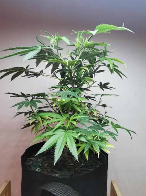 Frappe Late Z  1 / FC-E4800 / 90x60x140. Week 13