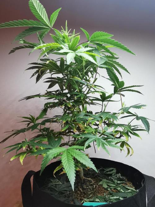 Frappe Late Z  1 / FC-E4800 / 90x60x140. Week 13